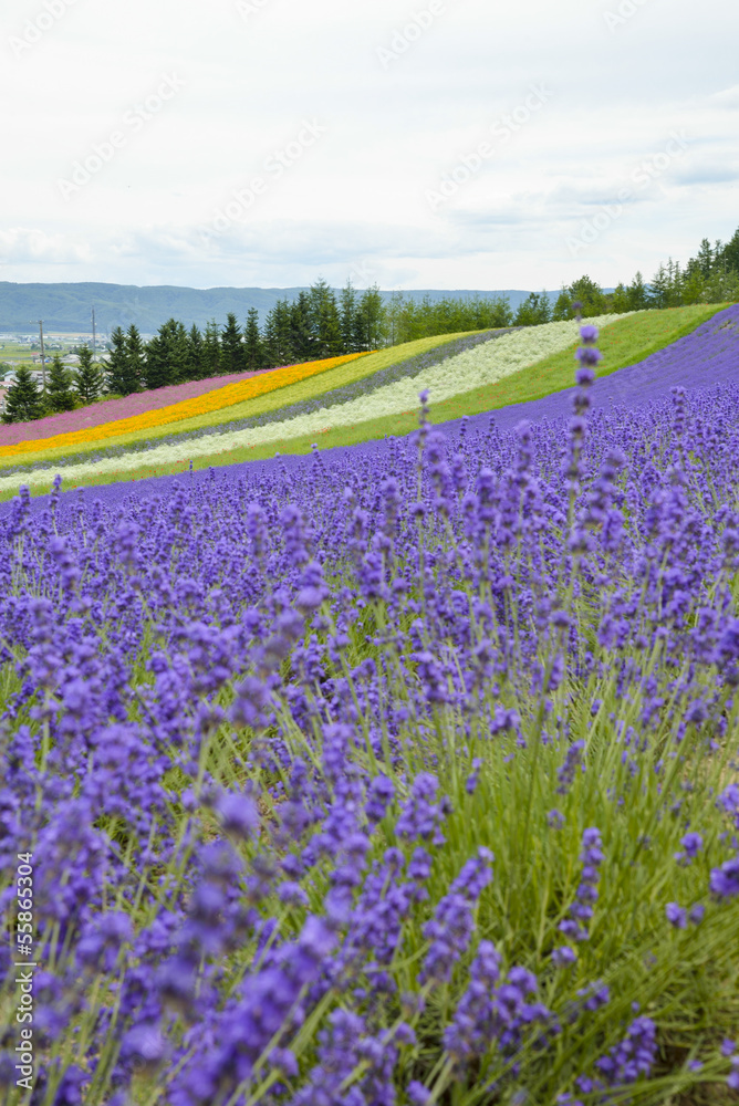 Fototapeta premium Lavender farm in Japan5
