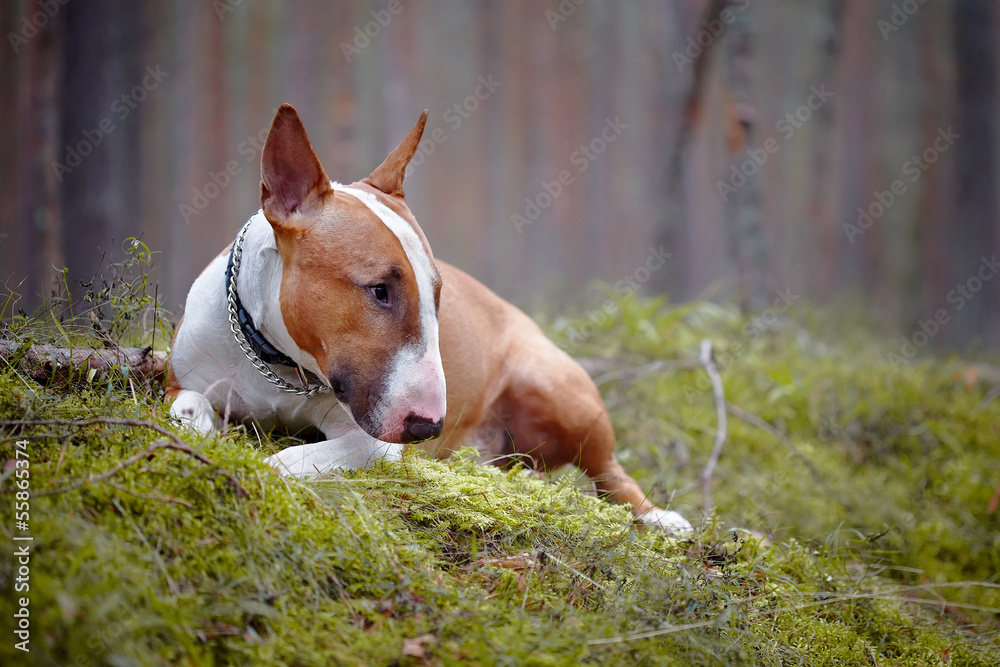 Bull terrier lies in the wood