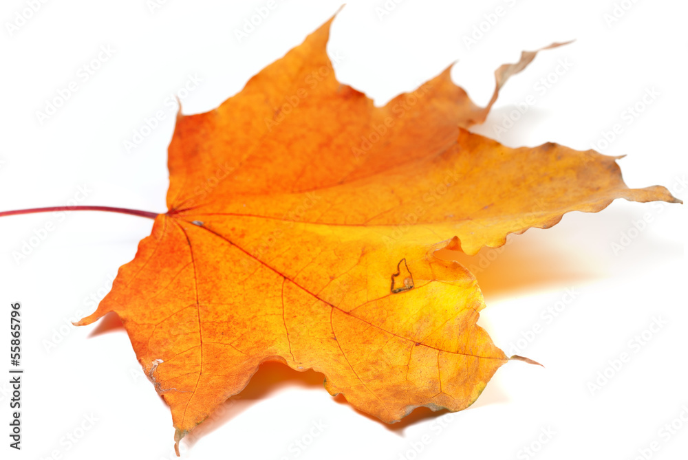 Fototapeta premium Autumn yellow maple leaf. Selective focus.
