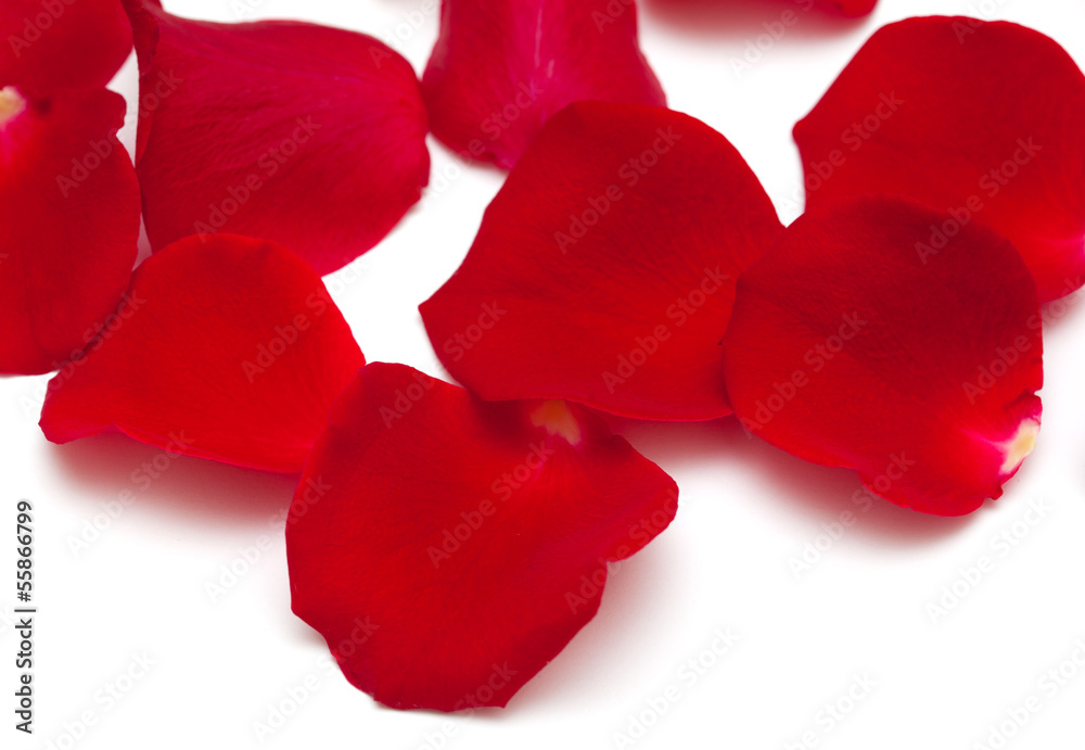 Fototapeta premium red rose petals background