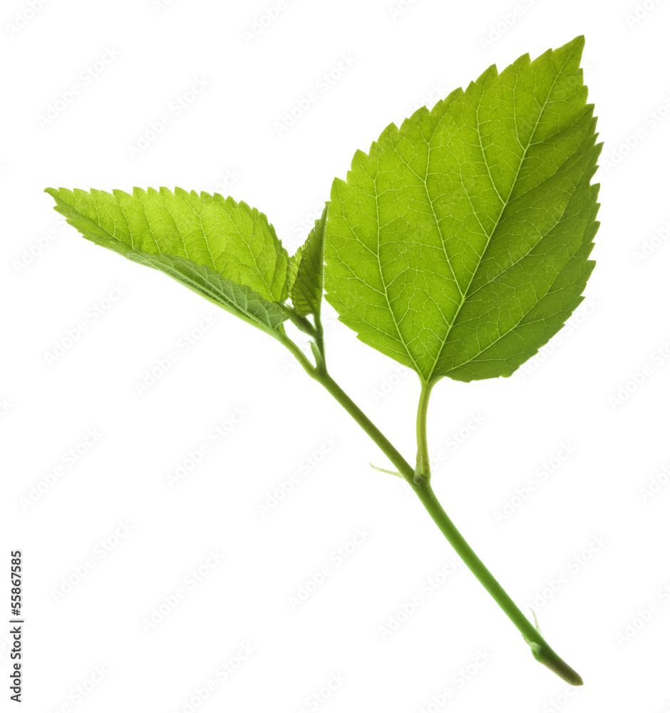 Fototapeta premium green leaf isolated