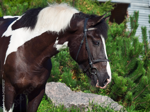 portrait of the beautiful paint draft horse