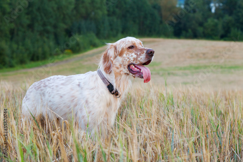 English setter with brown spots on wheat field