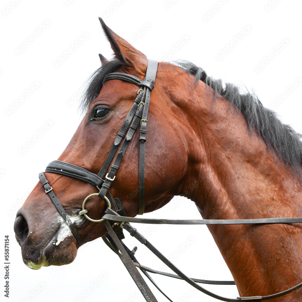 Fototapeta premium head of a horse