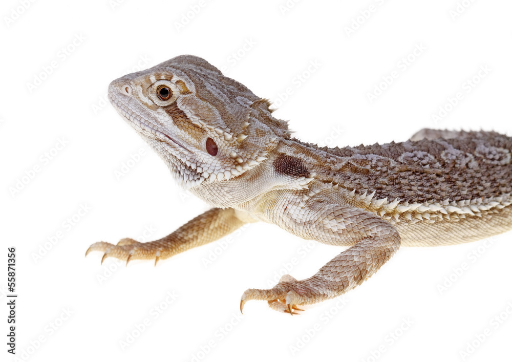 Naklejka premium bearded dragon