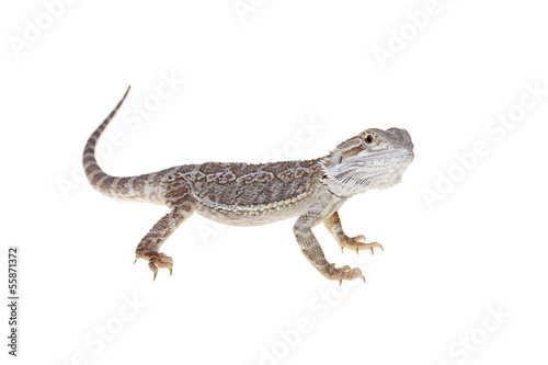 bearded dragon