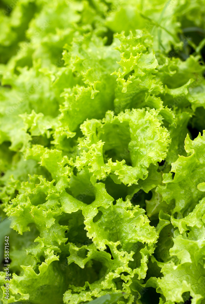 green leaves background green leaves background