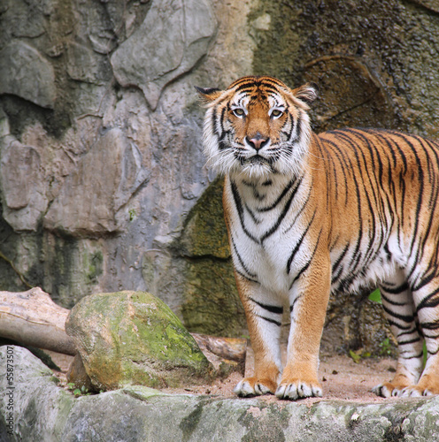 Royal Bengal tiger