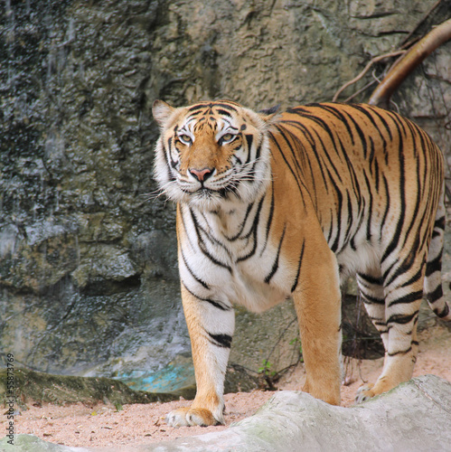 Royal Bengal tiger