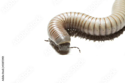 Canvas Print animal centipede detail isolated