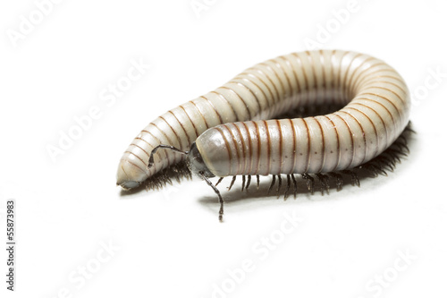 animal centipede detail isolated Fototapeta