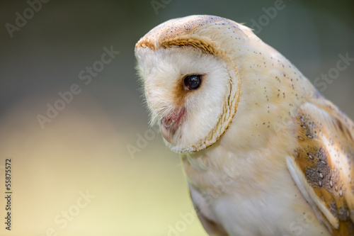 Barn Owl © ollytindall
