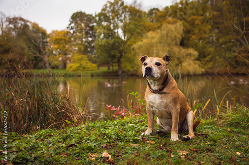 Staffordshire Bull Terrier