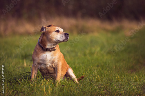 Fototapeta Staffordshire Bull Terrier