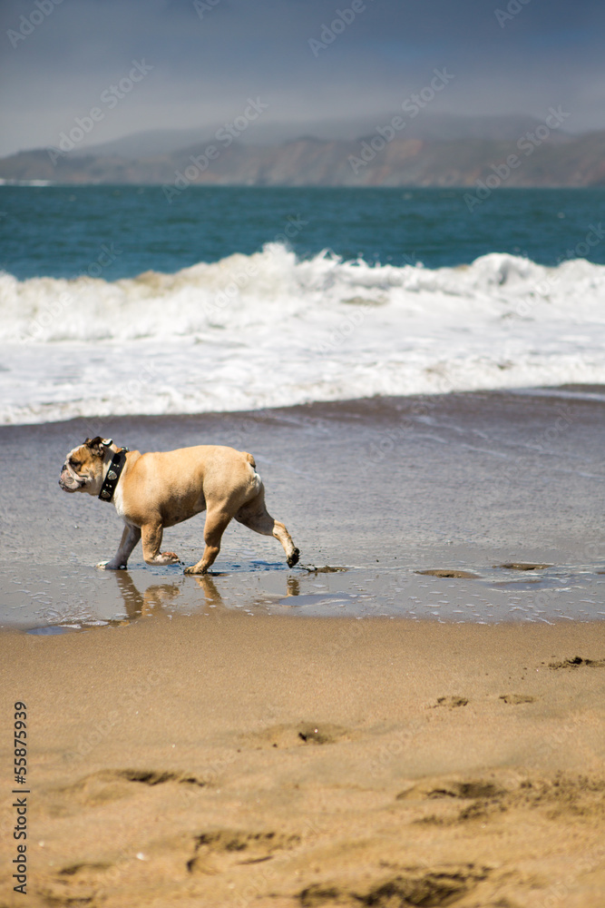 Happy Bull-Dog playing on the beach in California