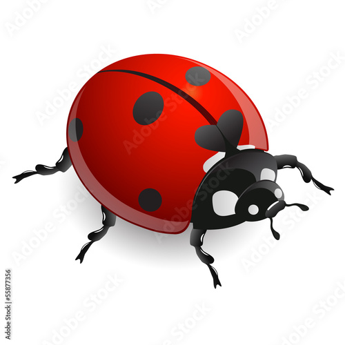 ladybug