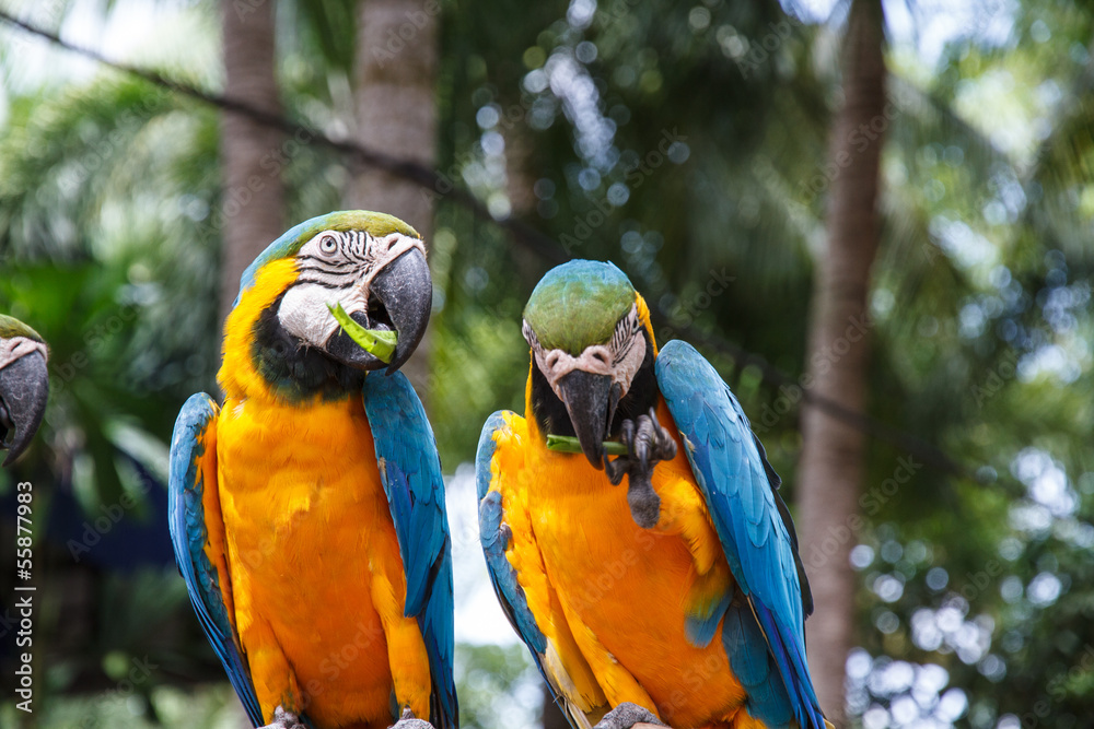 Obraz premium Parrot macaw