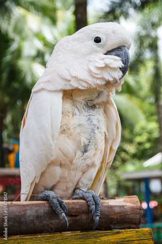 Fototapeta Naklejka Na Ścianę i Meble -  Parrot macaw