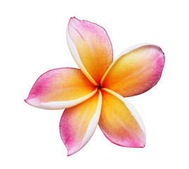 Keuken achterwand Frangipani Bloeiende gele frangipani in zomer  © Ratana21
