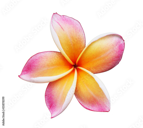 Blooming Yellow Plumeria  frangipani   - with clipping path