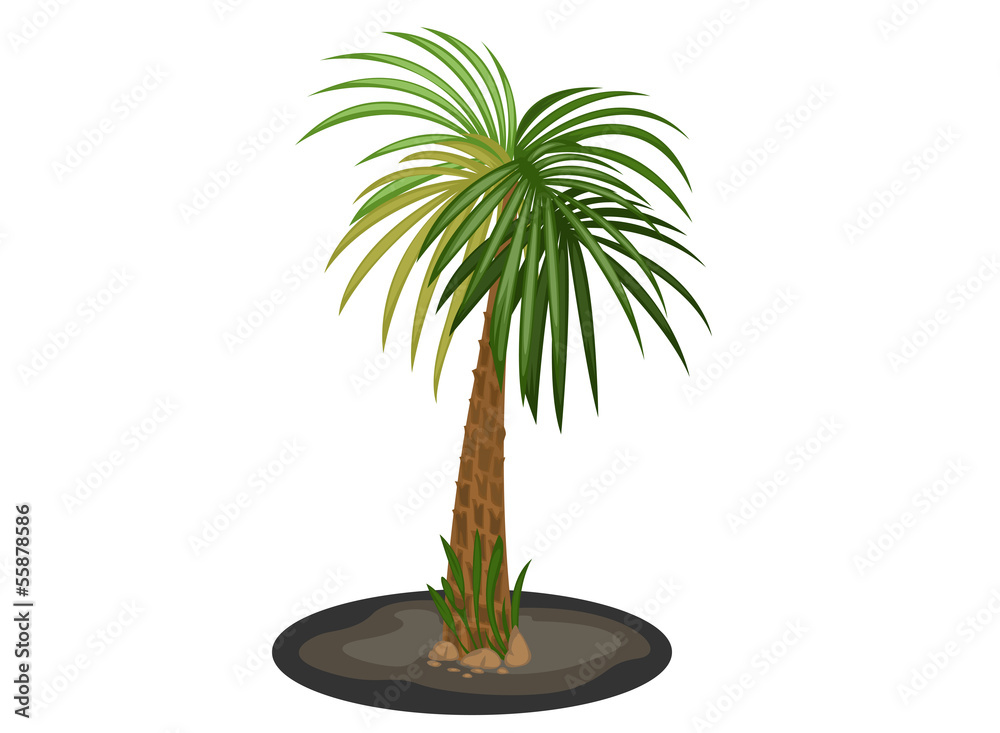 Palm tree on a white background