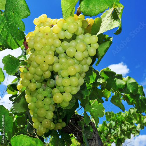 grapes on a vine photo