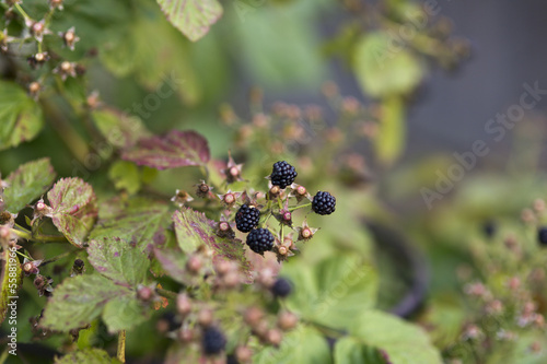 blackberry © tonda55