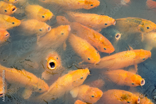 Carp in the river in Wuzhen, China