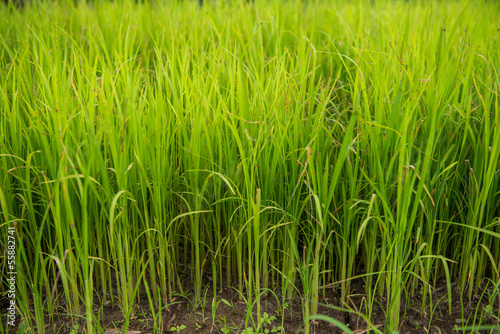 Paddy field and young rice tree