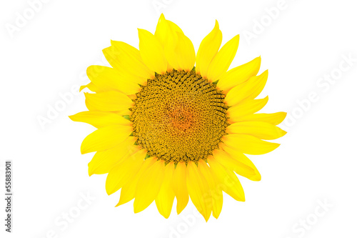 Fototapeta Naklejka Na Ścianę i Meble -  Sonnenblume - Blüte freigestellt auf weiß