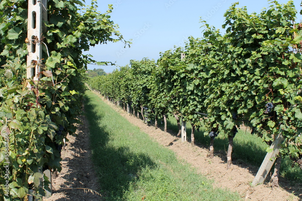 ripe grape vineyard will