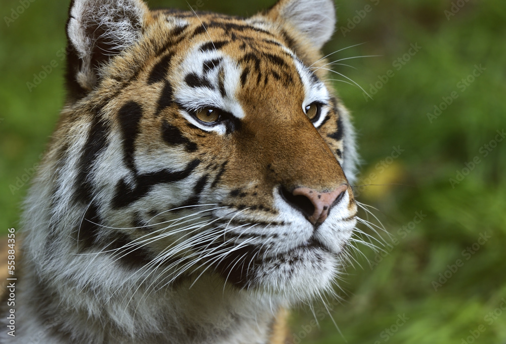 Portrait of a tiger