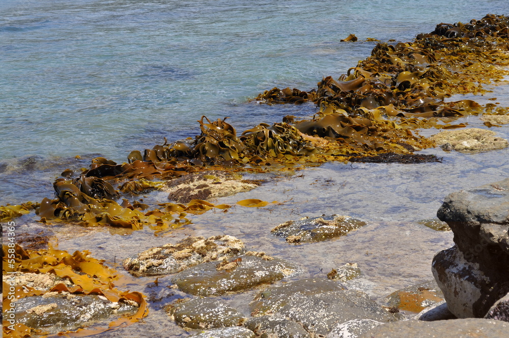 The Tessellated Pavement, natural phenomenon in Tasmania The Tessellated Pavement, natural phenomenon in Tasmania