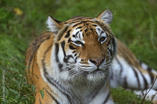 Portrait of a tiger © kyslynskyy