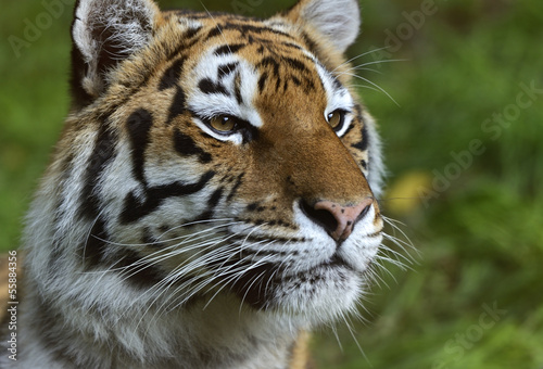 Obraz na płótnie Portrait of a tiger w salonie