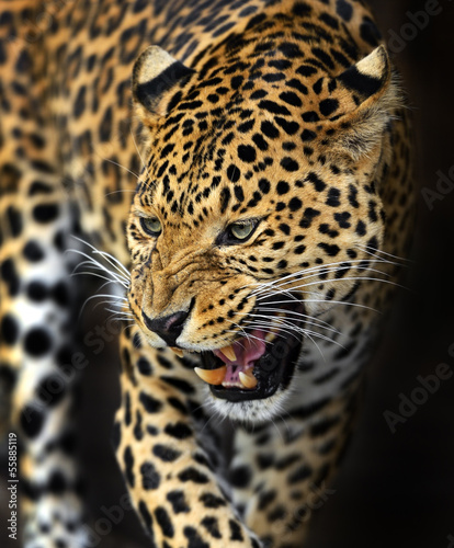 Amur Leopard © kyslynskyy