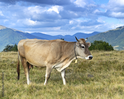 Carpathian cow