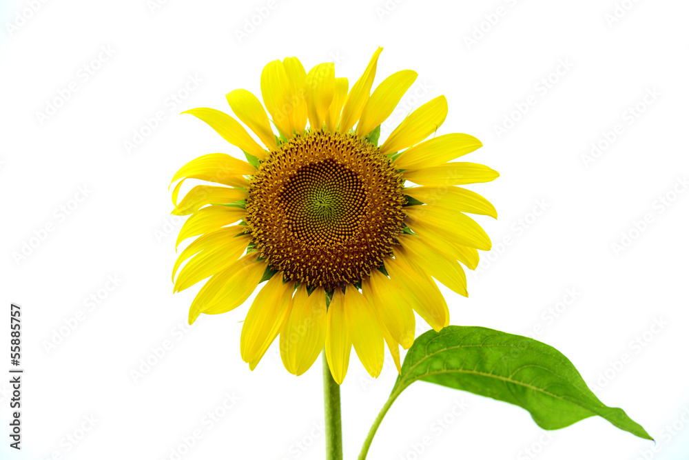 Field of sunflowers and blue sky Field of sunflowers and blue sky
