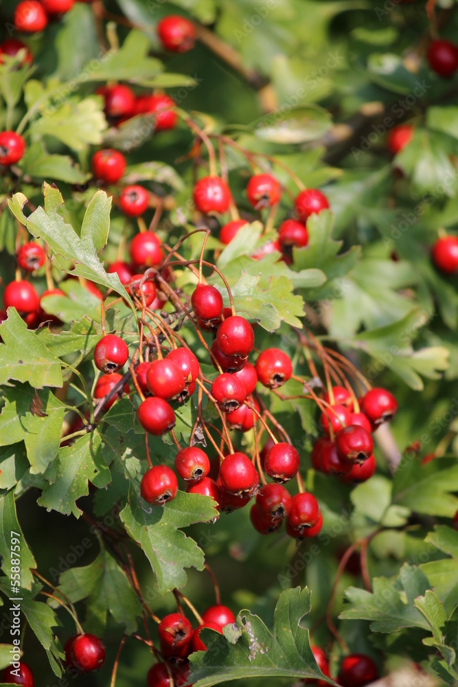autumn berries autumn berries