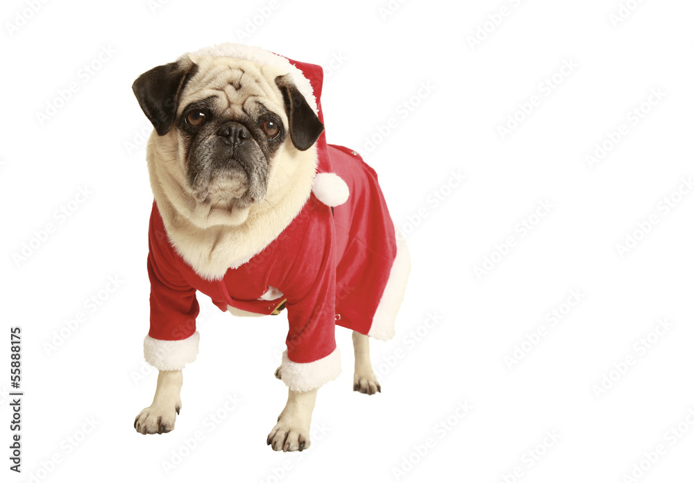 pug in santa costume standing