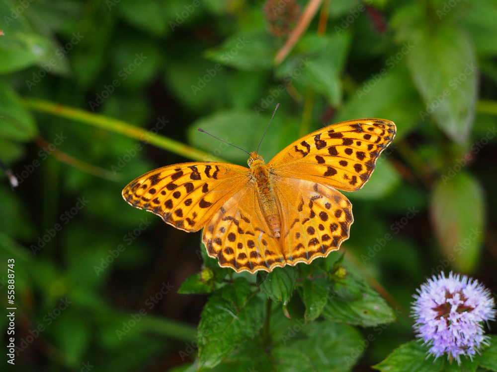 High brown fritillary butterfly