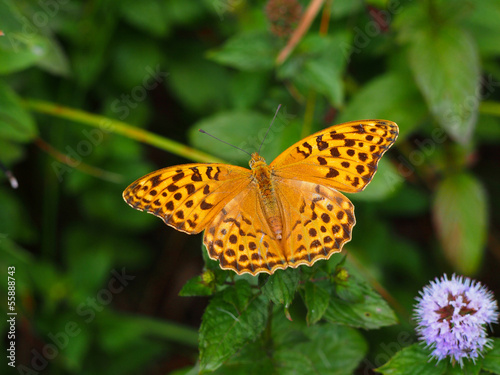 High brown fritillary butterfly