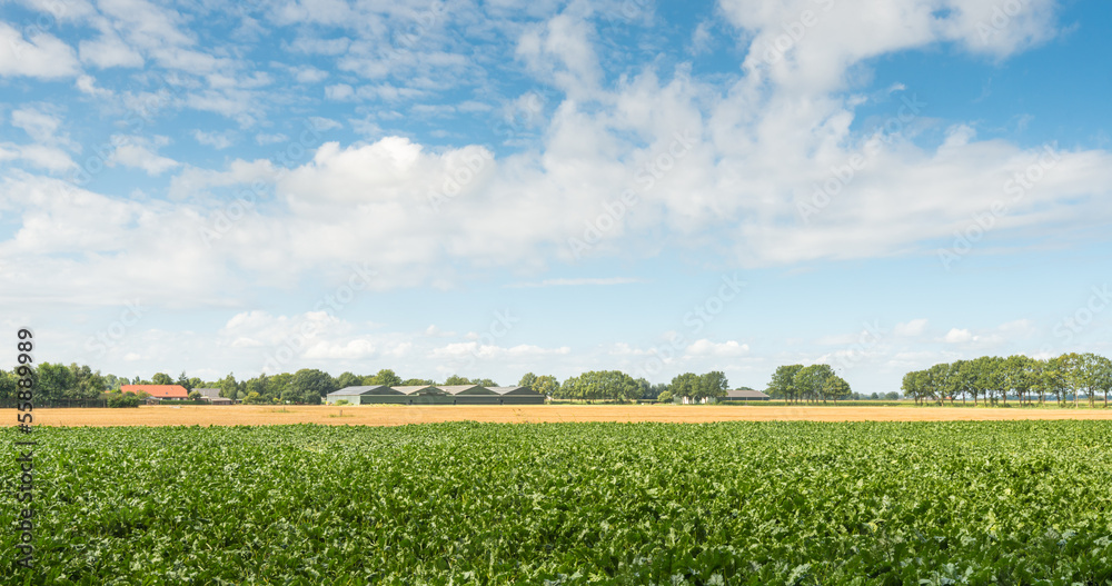Fototapeta premium Rural landscape in summertime