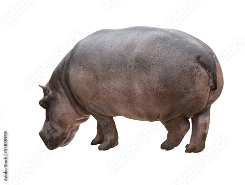 Hippo_isolated