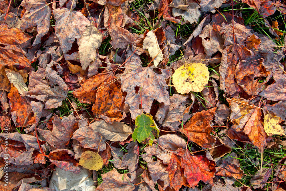 Dry fall leaves on green grass