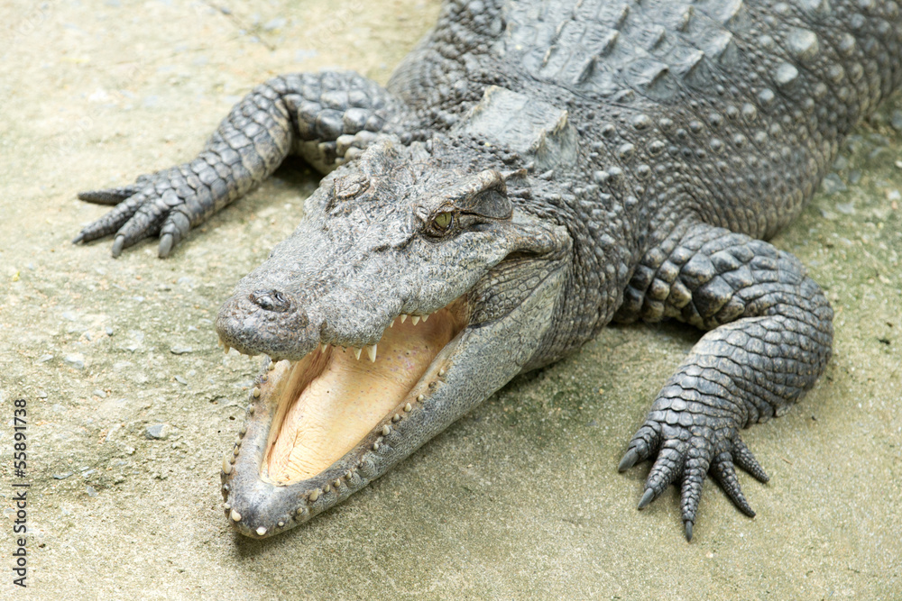 Obraz premium Alligator