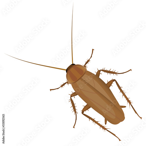 Vector cockroach