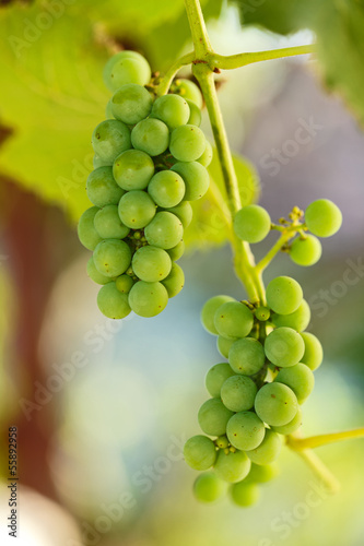 Unripe grape clusters