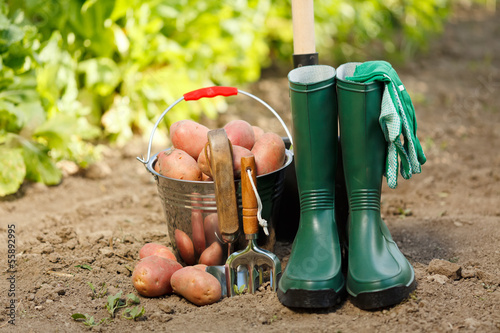 Harvesting equipment and potatoes