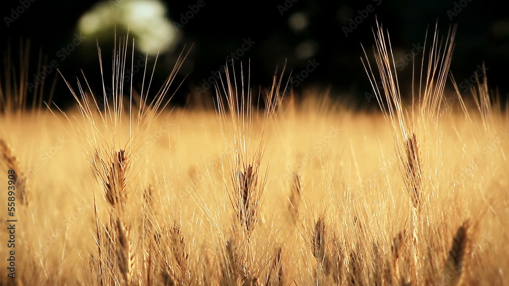 Wheat field